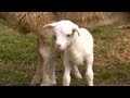 A New Lamb in the Family | Farm Raised With P. Allen Smith