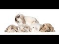 RABBITS - How to put a young and old rabbit together?