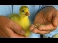 Taking Care of Goslings | Farm Raised Classics With P. Allen Smith