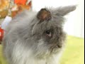 RABBITS - What is better, male or female?