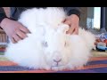 RABBITS  - The most hairy rabbit in the world