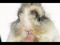 RABBITS - Breathing problems Part 1