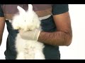 RABBITS - Breathing problems Part 2