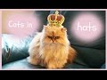 Cats in Hats | HeyAmyJane