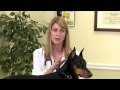 Dog Coughing: Symptoms of kennel cough &amp; treatment options
