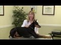 Dog Joint Health: Relieving joint pain &amp; inflammation (arthritis)