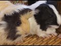 GUINEA PIGS - The guinea pig&#039;s sounds. What are they like? What do they mean?